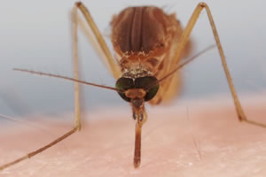 La trompa del mosquito, un arma letal. No te pierdas este video